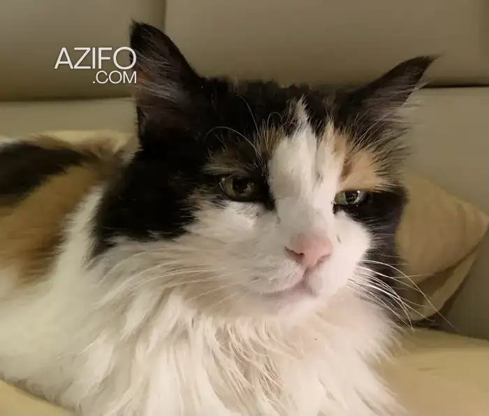 Je donne un beau chat pour adoption et pour qui saura s’en occuper. in مراكش, MOROCCO | Azifo
