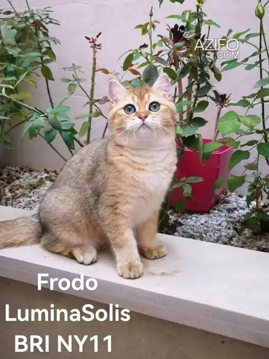 British shorthair in مراكش, MOROCCO | Azifo