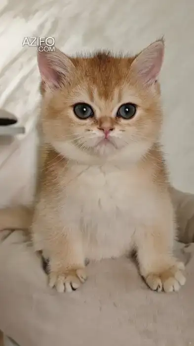 British shorthair in مراكش, MOROCCO | Azifo