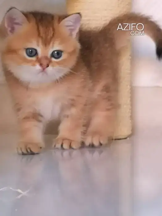 British shorthair in مراكش, MOROCCO | Azifo