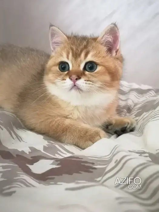 Chaton de pure race British shorthair in مراكش, MOROCCO | Azifo