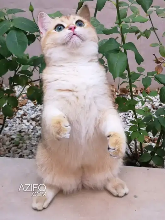 British shorthair à vendre in مراكش, MOROCCO | Azifo