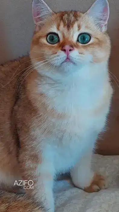 British shorthair in مراكش, MOROCCO | Azifo