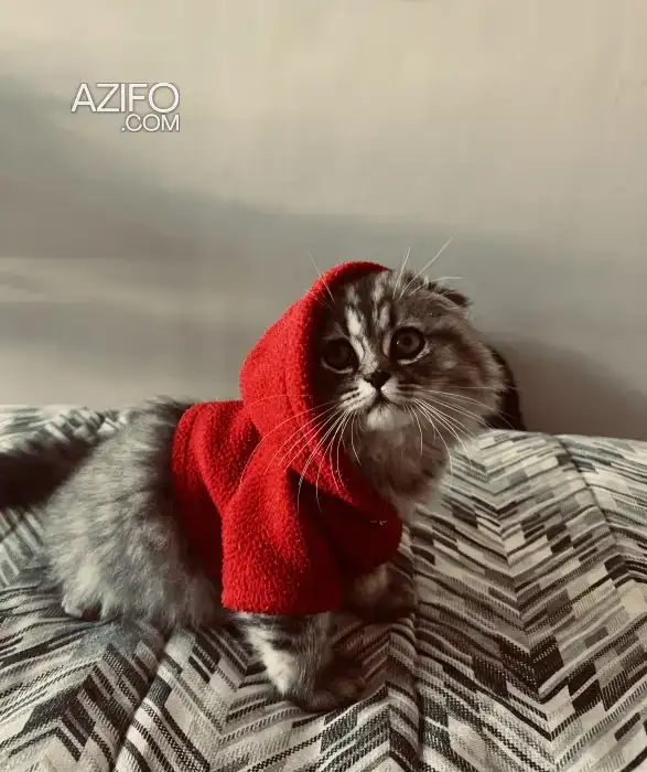 Scottish fold in الدار البيضاء, MOROCCO | Azifo