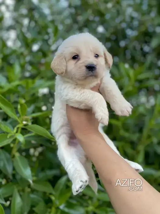 Chien Golden Retriever in Casablanca, MOROCCO | Azifo
