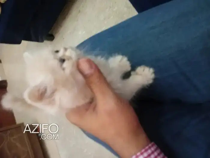 Chat persan presque 2 mois in الدار البيضاء, MOROCCO | Azifo