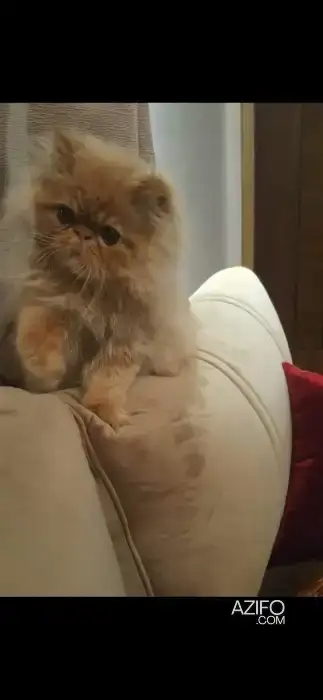 Chat persan in الرباط, MOROCCO | Azifo