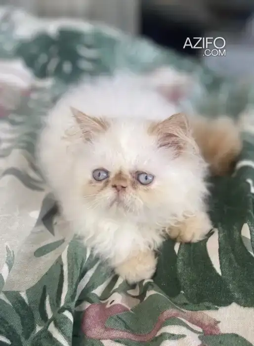 Chaton persan in الرباط, MOROCCO | Azifo
