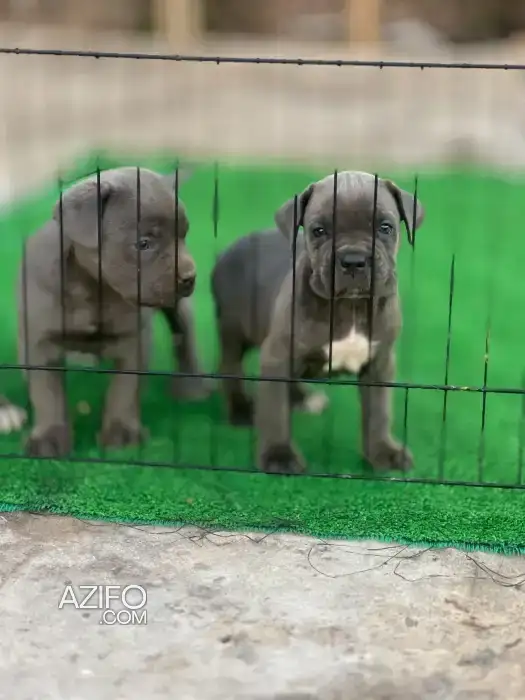Chien Cane Corso in Casablanca, MOROCCO | Azifo
