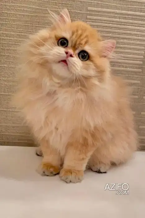Chatton persan in Casablanca, MOROCCO | Azifo