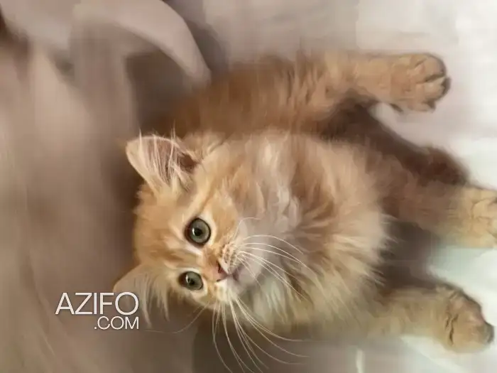 Chatton persan in Casablanca, MOROCCO | Azifo