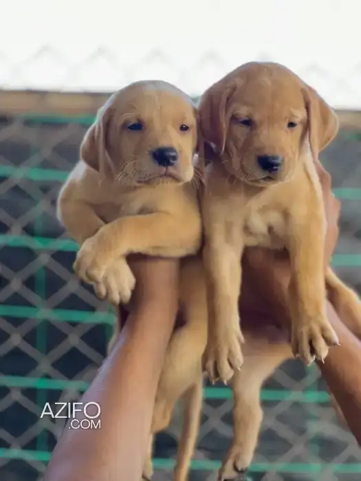 Portée de Chiots Labrador Retriever in Casablanca, MOROCCO | Azifo