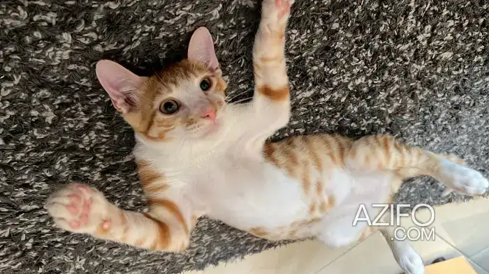 Orange cat in فاس, MOROCCO | Azifo