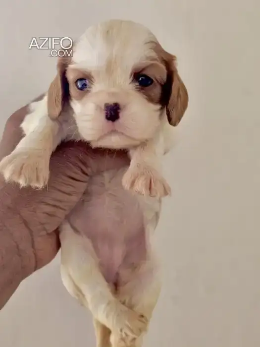 Chien Cavalier King Charles in Casablanca, MOROCCO | Azifo