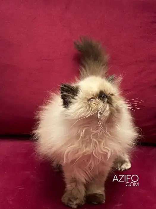 Chat persan in الدار البيضاء, MOROCCO | Azifo