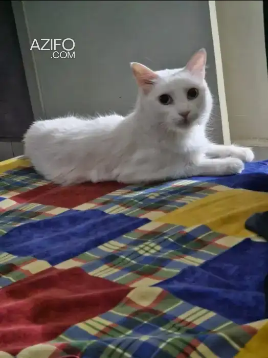 Angora Turc in الدار البيضاء, MOROCCO | Azifo