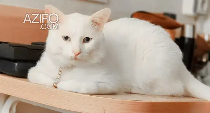 Angora turc mal pour adoption in فاس, MOROCCO | Azifo