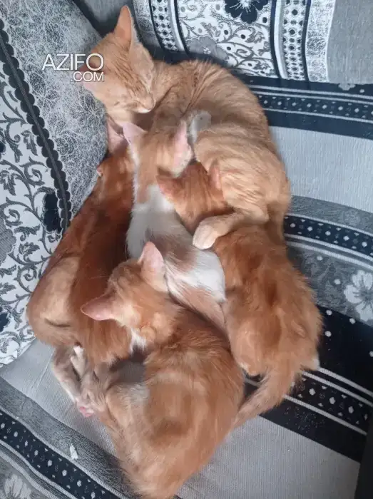 Cats for adoption in الدار البيضاء, MOROCCO | Azifo