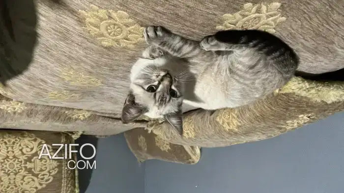 Chat in أكادير, MOROCCO | Azifo