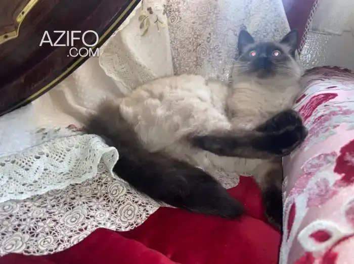 Chat siamois himallayen in الدار البيضاء, MOROCCO | Azifo