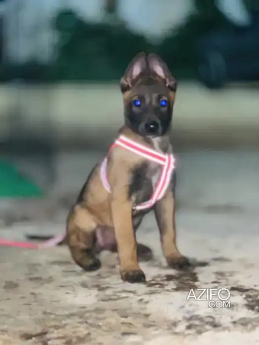 Portée de Chiots Berger Malinois in Casablanca, MOROCCO | Azifo