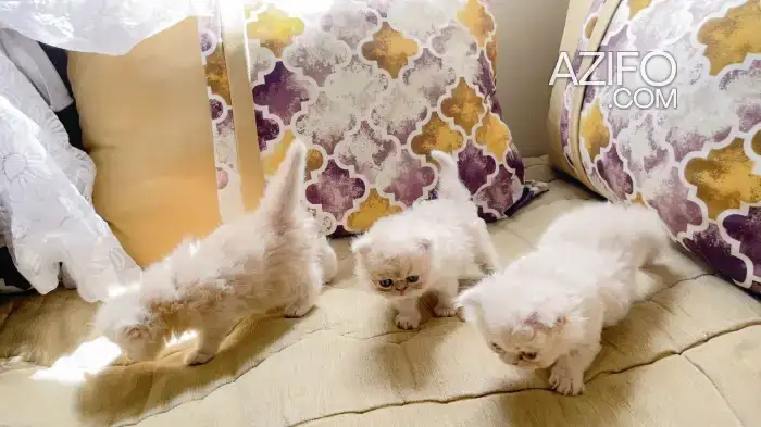 Chaton persan chinchilla presque 2 mois in الدار البيضاء, MOROCCO | Azifo