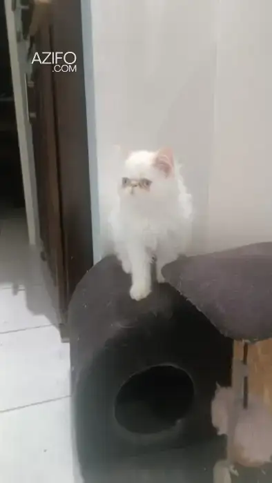 Chaton persan in Casablanca, MOROCCO | Azifo