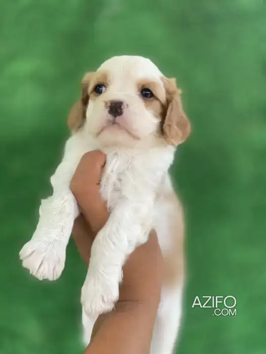 Chien Cavalier King Charles in Casablanca, MOROCCO | Azifo