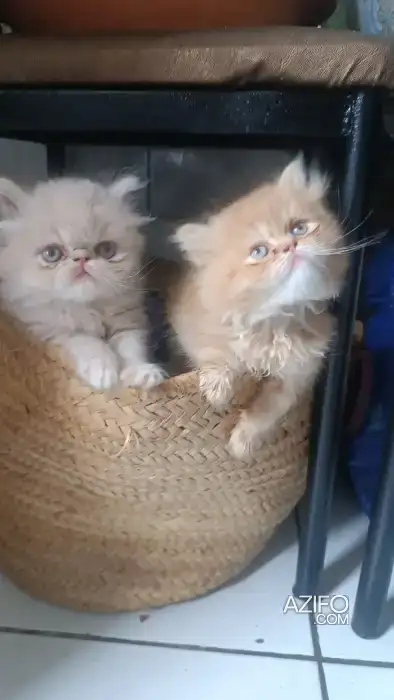 Chatons persans in Casablanca, MOROCCO | Azifo