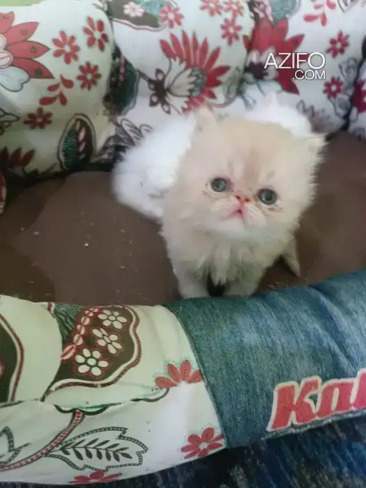 Chatons persans in الدار البيضاء, MOROCCO | Azifo