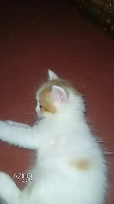 Belle chat in سلا, MOROCCO | Azifo
