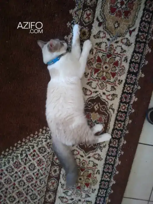 Chat siamois tigré in الدار البيضاء, MOROCCO | Azifo