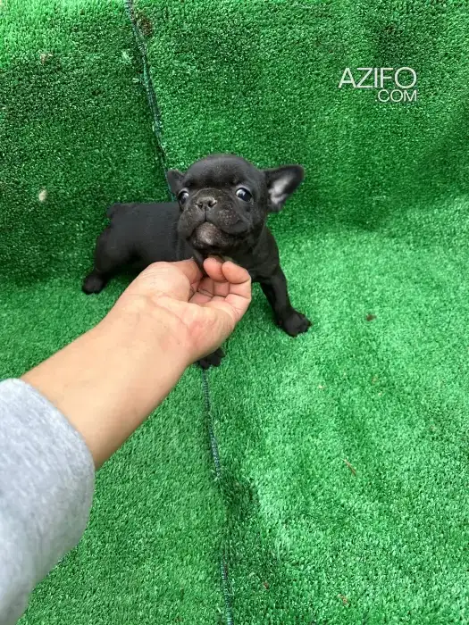 Chien Bulldog Français in Casablanca, MOROCCO | Azifo