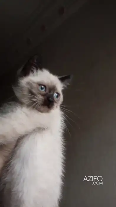 Himalayan persian et snowshoe in الدار البيضاء, MOROCCO | Azifo