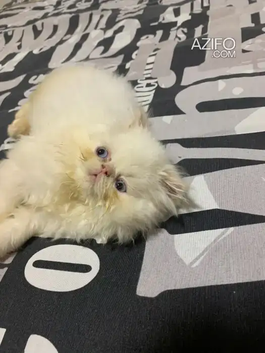 Chatons Persan à vendre in Casablanca, MOROCCO | Azifo