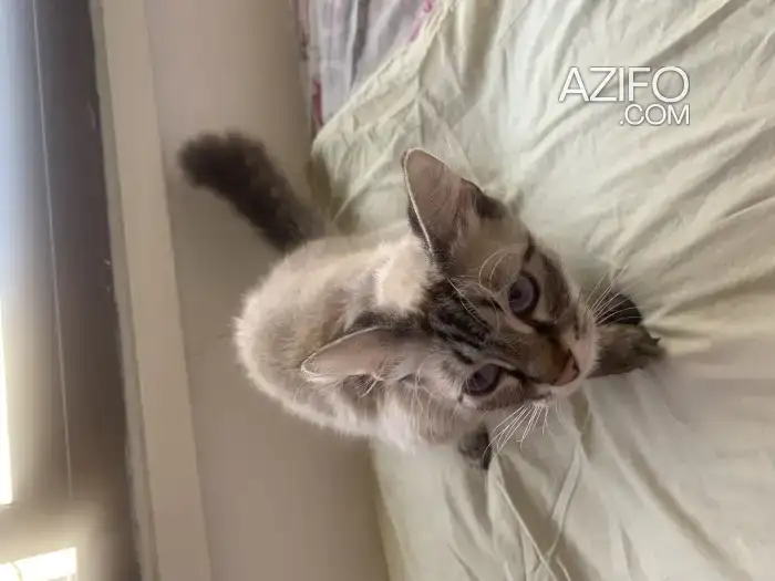 Chat à adopter in الدار البيضاء, MOROCCO | Azifo