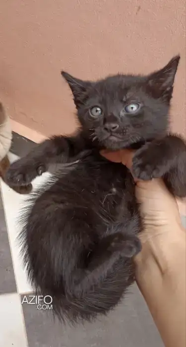 Chat noir femelle in مراكش, MOROCCO | Azifo