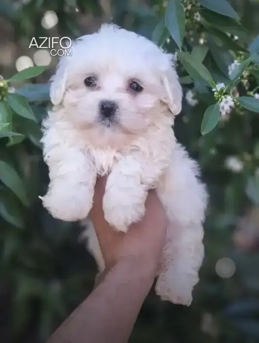 Portée de Chiots Bichon Maltais in Casablanca, MOROCCO | Azifo