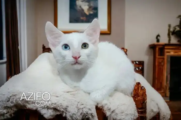 Angora mâle et femelle yeux différents in الدار البيضاء, MOROCCO | Azifo