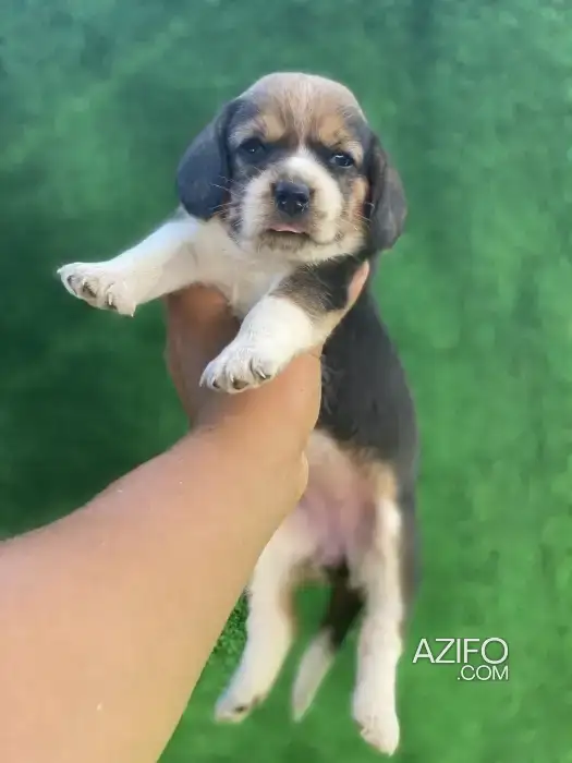 Chiot Beagle in Casablanca, MOROCCO | Azifo