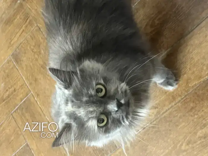 Chat femelle in أزرو, MOROCCO | Azifo