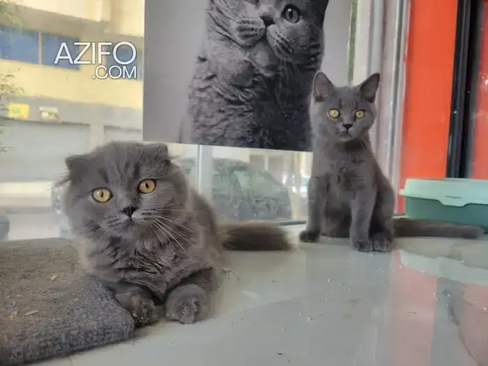 Beautiful scottish fold and straight in الدار البيضاء, MOROCCO | Azifo