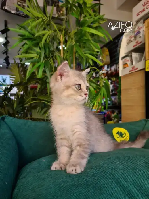 British Shorthair blue golden ay11 in الرباط, MOROCCO | Azifo