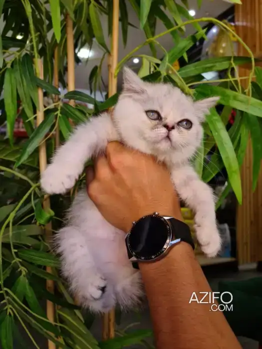 Persan exotic shorthair silver in الرباط, MOROCCO | Azifo