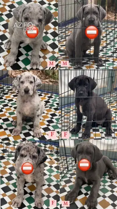 Portée de Chiots Dogue Allemand Merle in Tanger-Assilah, MOROCCO | Azifo