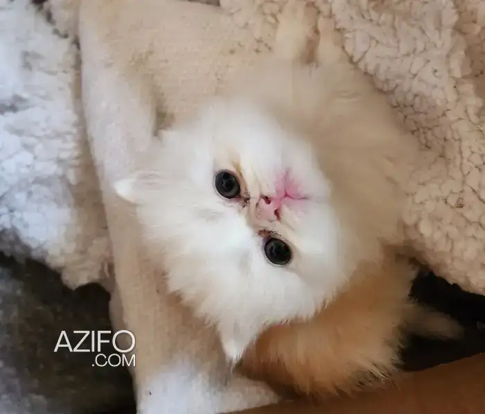 chatons Persans pure race in أكادير, MOROCCO | Azifo