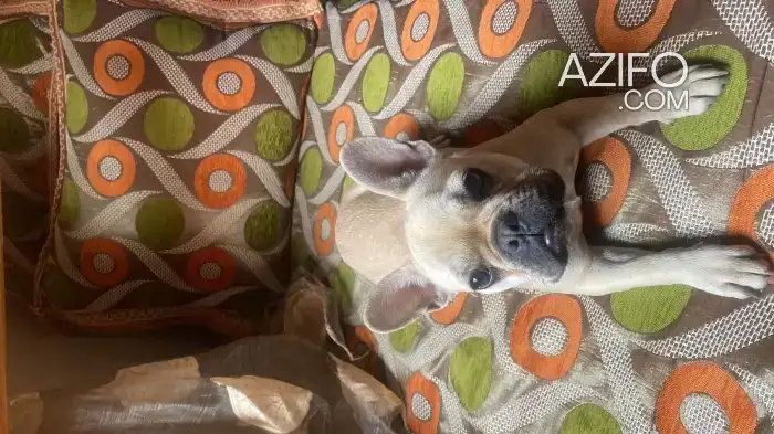 Chiot Femelle Bulldog Français de 9 mois in Marrakech, MOROCCO | Azifo