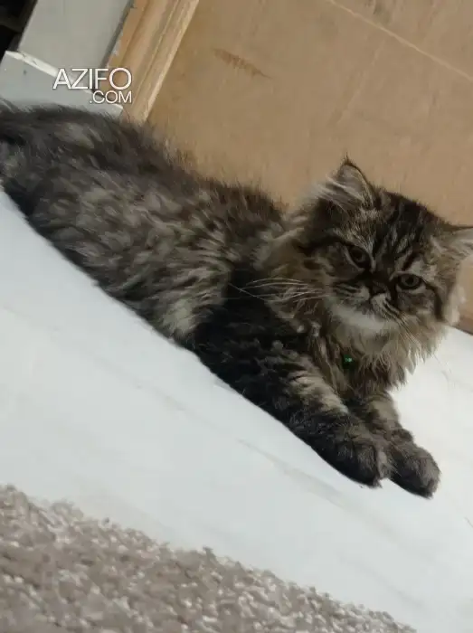 Avendre chat persan in Casablanca, MOROCCO | Azifo