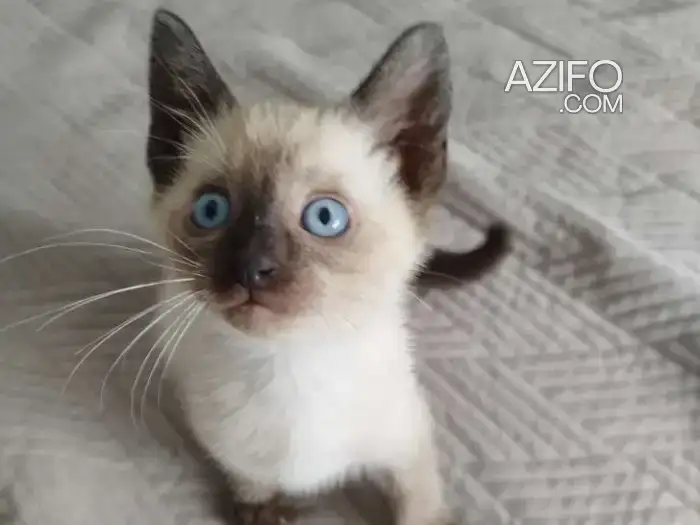 Chaton male siamois race pure in Agadir, MOROCCO | Azifo
