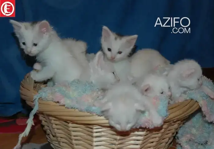 Adoption 5 CHAT ANGORA Blanc in Salé, MOROCCO | Azifo